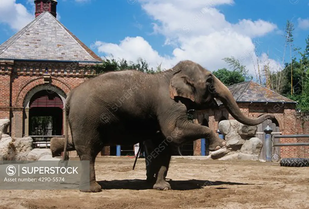 Elephant balancing on two legs, Audubon Zoo, New Orleans, Louisiana, USA