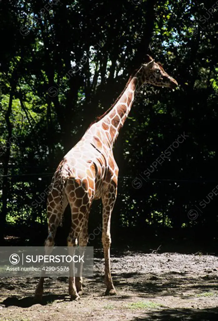 Giraffe, Audubon Zoo, New Orleans, Louisiana, USA