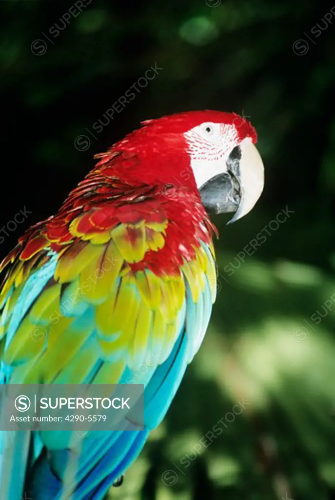 Colourful parrot, Audubon Zoo, New Orleans, Louisiana, USA