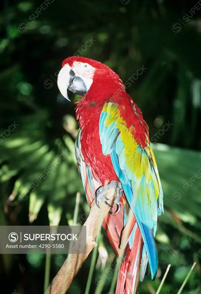 Colourful parrot perched on branch of tree, Audubon Zoo, New Orleans, Louisiana, USA