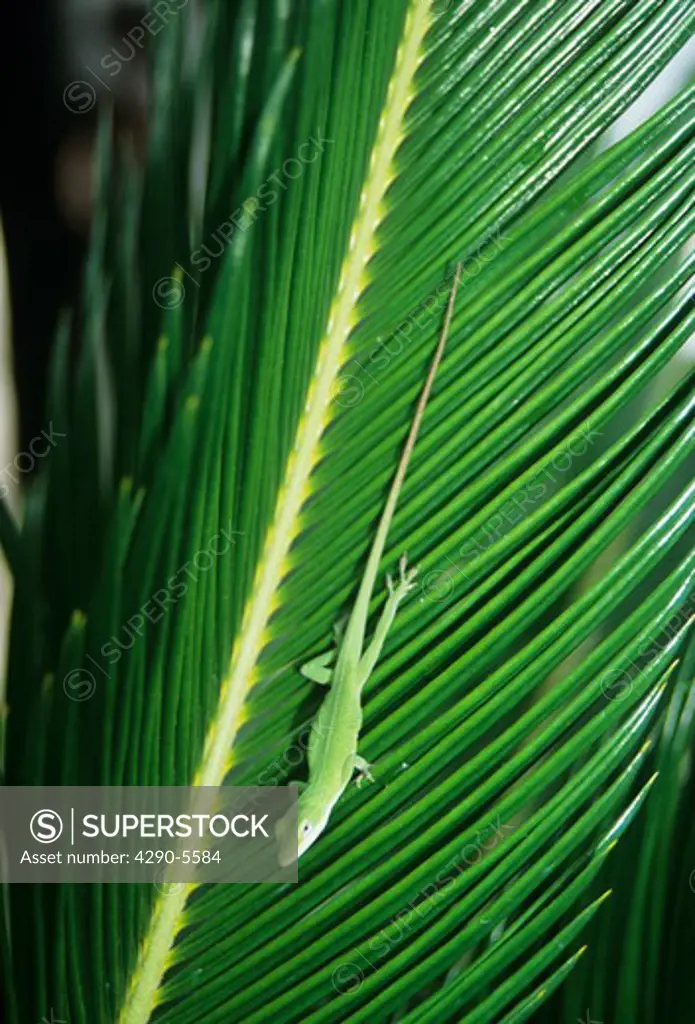 Green lizard on palm tree branch, Audubon Zoo, New Orleans, Louisiana, USA