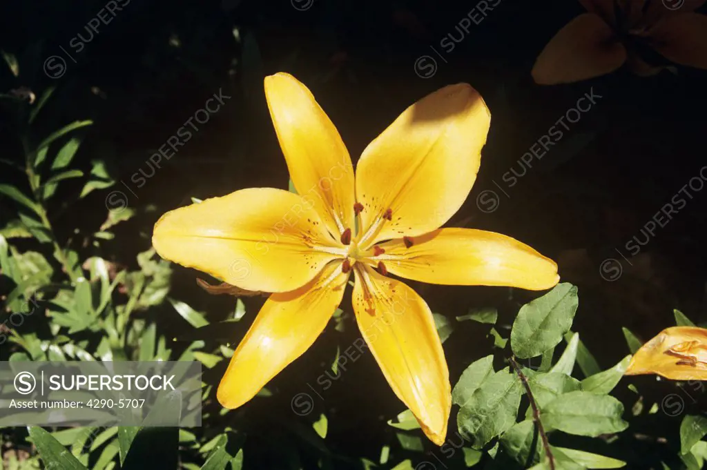 Brightly coloured yellow lily, Botanical Garden, Jardim Botanico, Funchal, Madeira