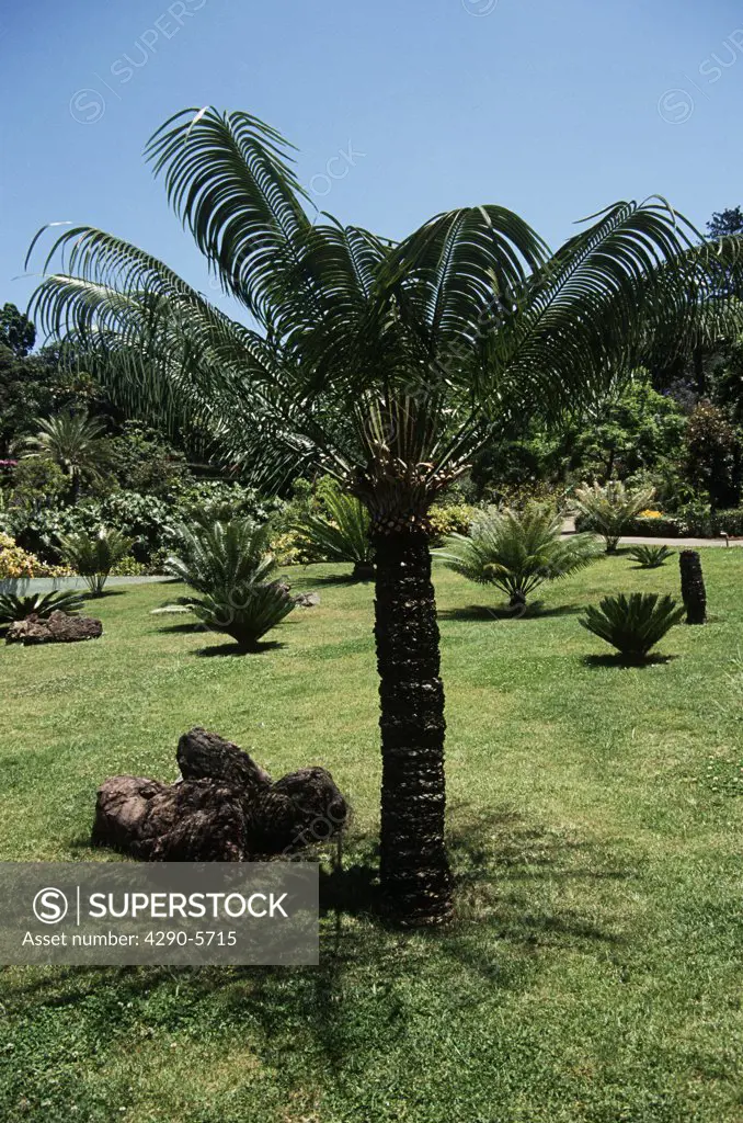 A cycad, Botanical Garden, Jardim Botanico, Funchal, Madeira