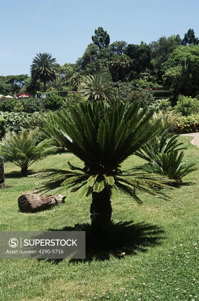 A cycad, Botanical Garden, Jardim Botanico, Funchal, Madeira