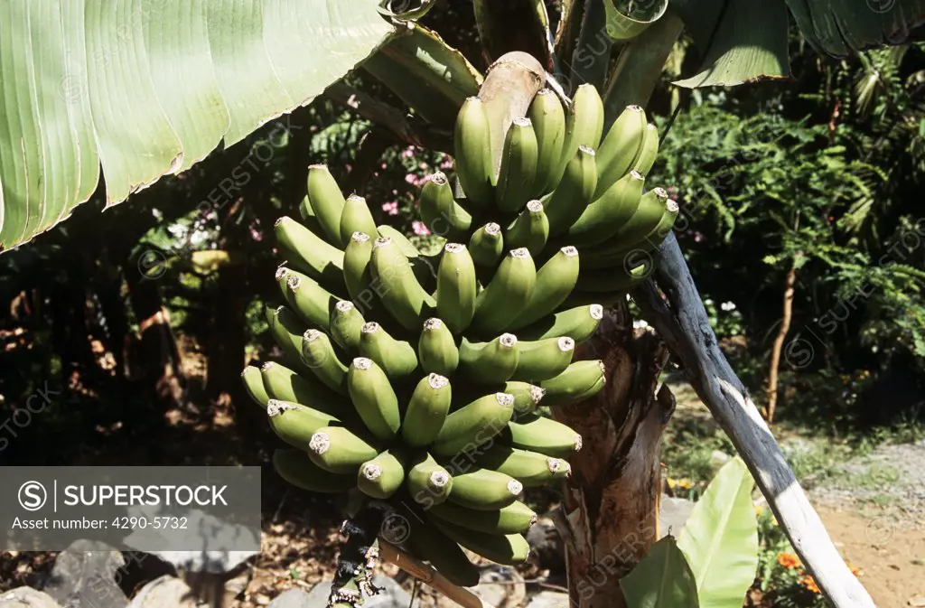 Bananas growing on a tree, Madeira