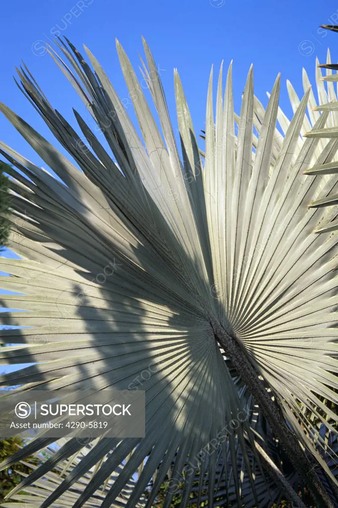 Palm tree leaves, Bangkok, Thailand