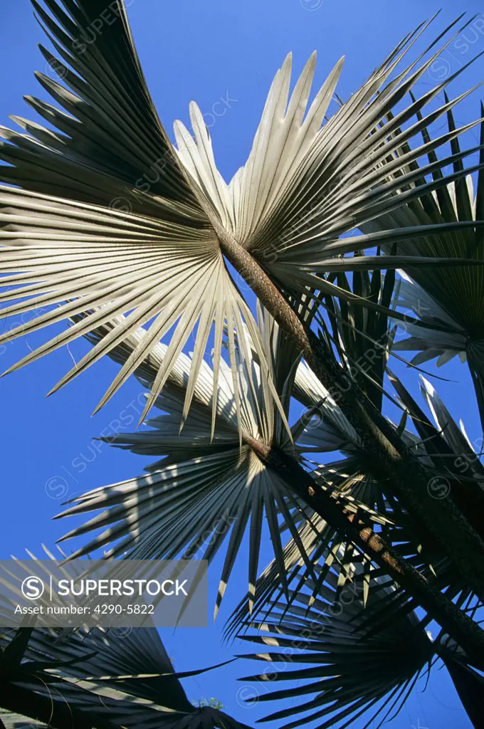 Palm tree leaves, Bangkok, Thailand