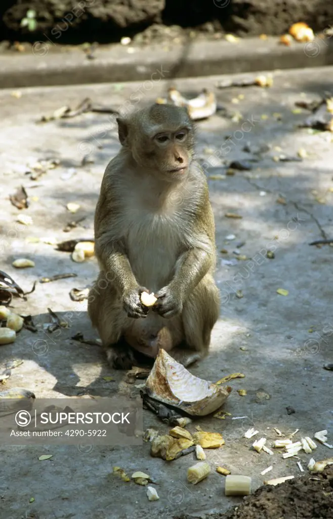 Macaque monkey, San Phra Kan Shrine, Lopburi, Saraburi Province, Thailand