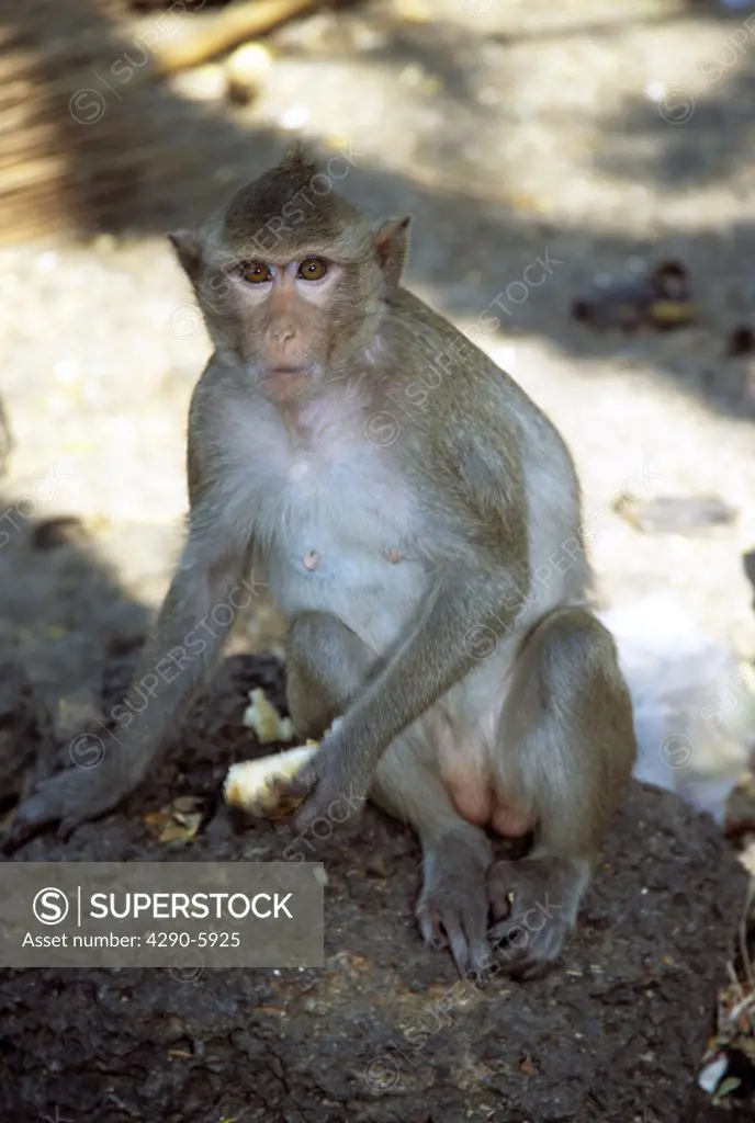 Macaque monkey, San Phra Kan Shrine, Lopburi, Saraburi Province, Thailand