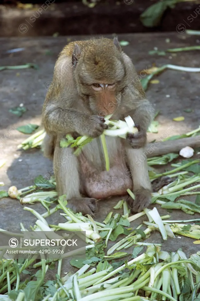 Macaque monkey feeding, San Phra Kan Shrine, Lopburi, Saraburi Province, Thailand