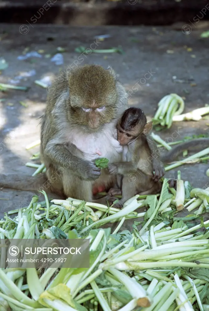 Mother and baby Macaque monkeys, San Phra Kan Shrine, Lopburi, Saraburi Province, Thailand