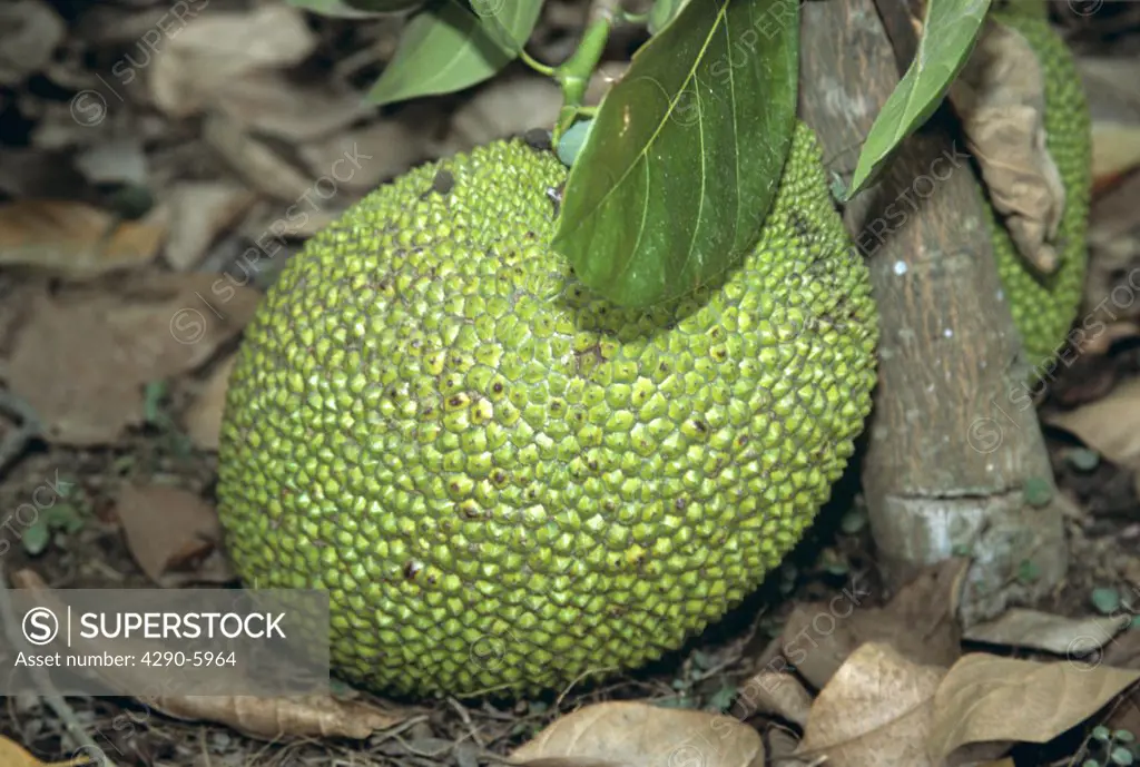 Jak fruit growing, Thailand