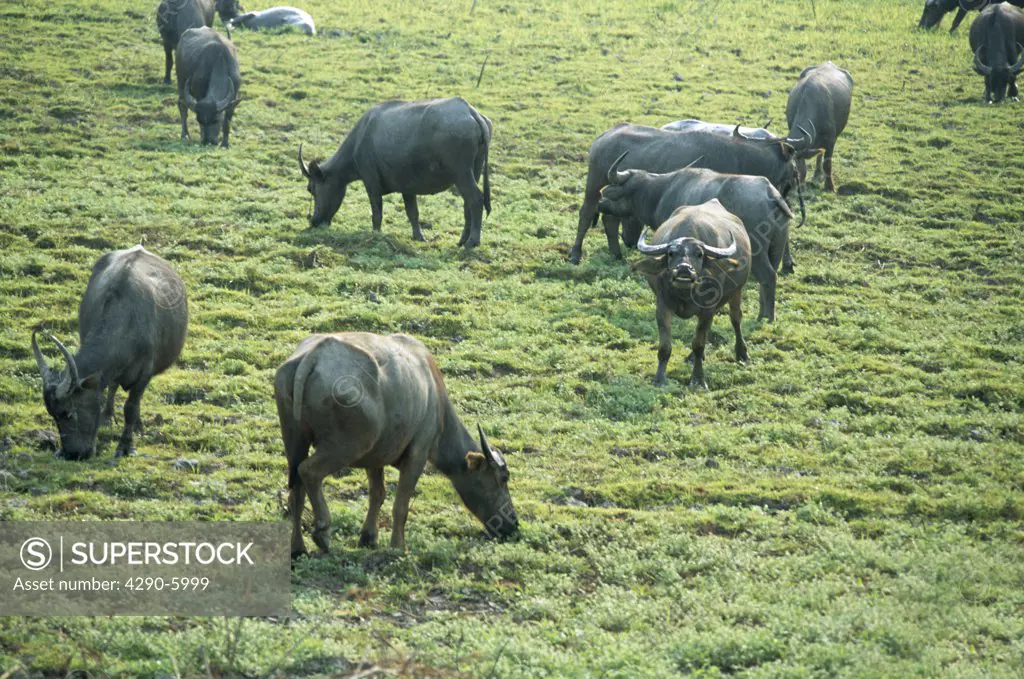Herd of water buffalo, Thailand