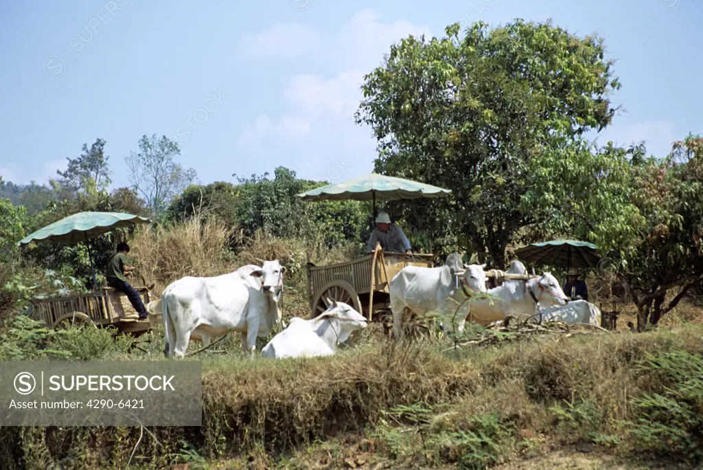 Oxen and carts on riverbank, Mae Ping, near Chiang Mai, Northern Thailand