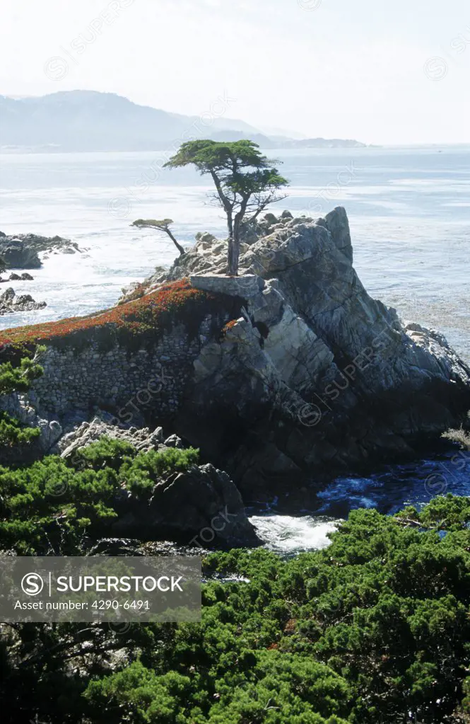 Lone Cypress Tree, Seventeen Mile Drive, Big Sur coastline, California, USA