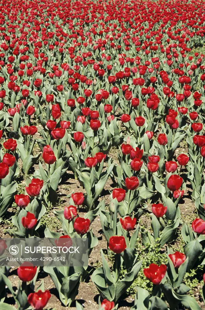 Red tulips in large flowerbed.