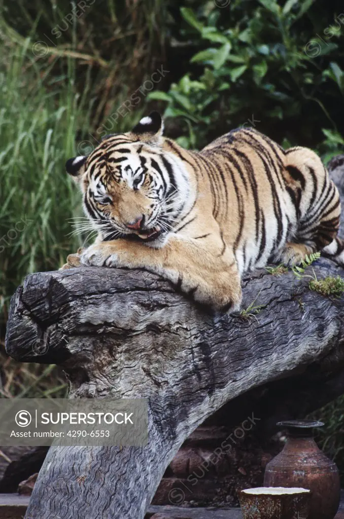 Tiger resting on a tree branch