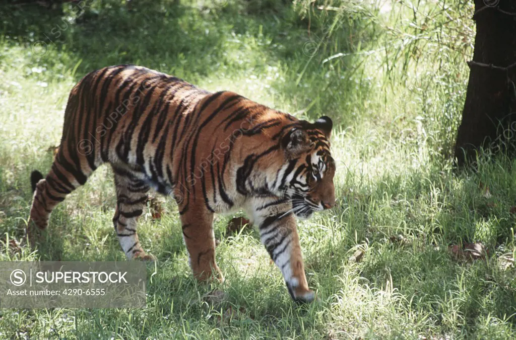 Tiger walking in the grass