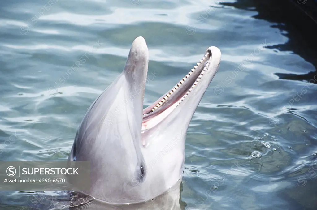 Dolphin, Florida, United States Of America