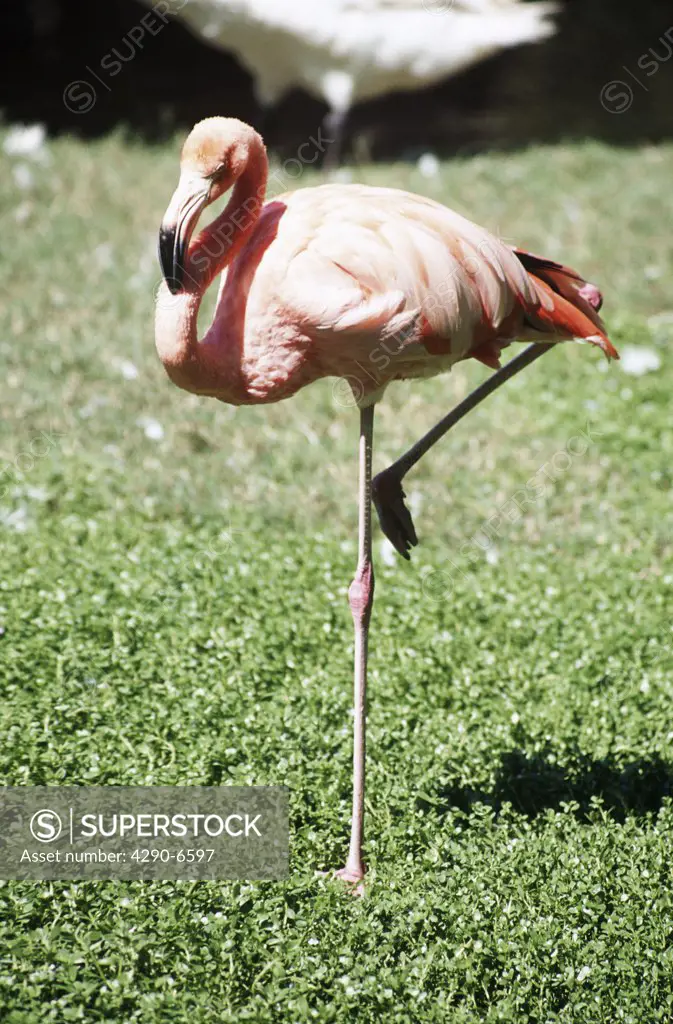 Flamingo standing on one leg, Florida, USA
