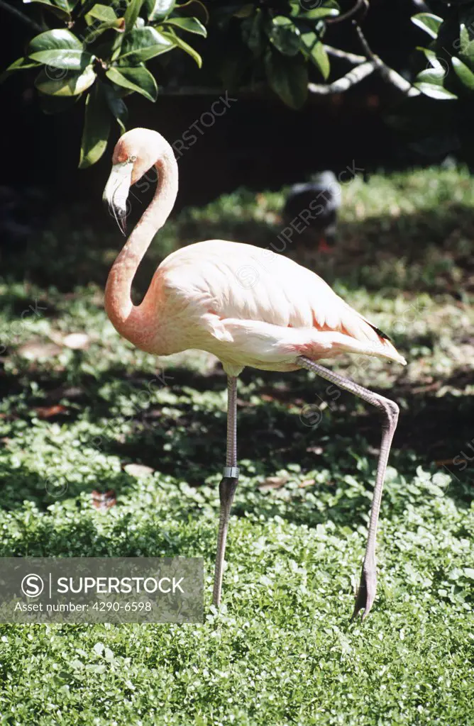 Flamingo walking in the grass, Florida, USA