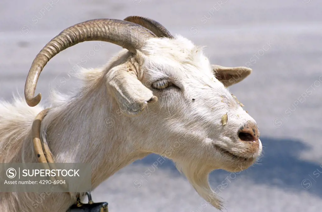 Goat, Kefalonia, Greece
