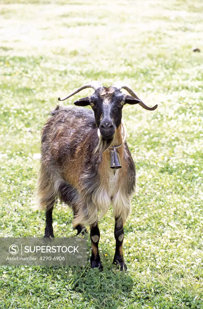 Goat, Kefalonia, Greece