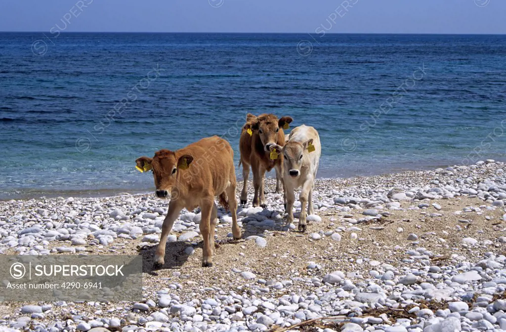 Cows walking on beach, near Skala, Kefalonia, Greece