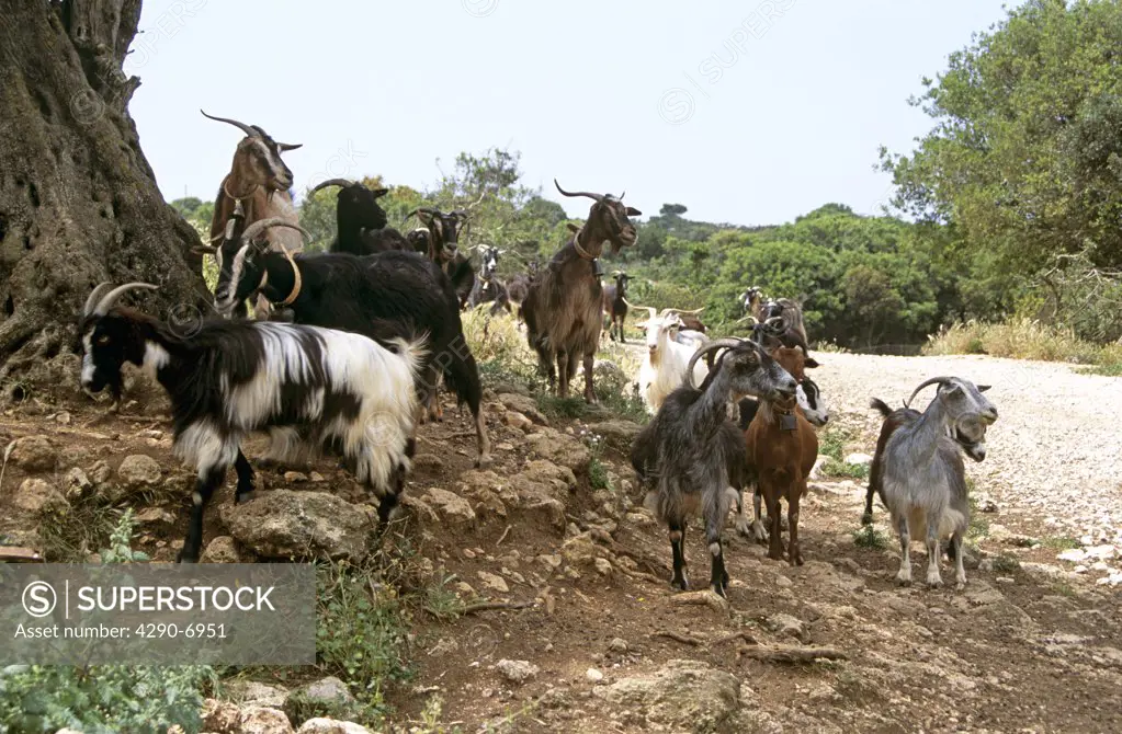 Goats on roadside, near Kipouria, Kefalonia, Greece