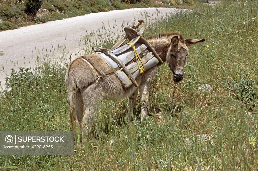 Donkey in long grass beside road, Kefalonia, Greece