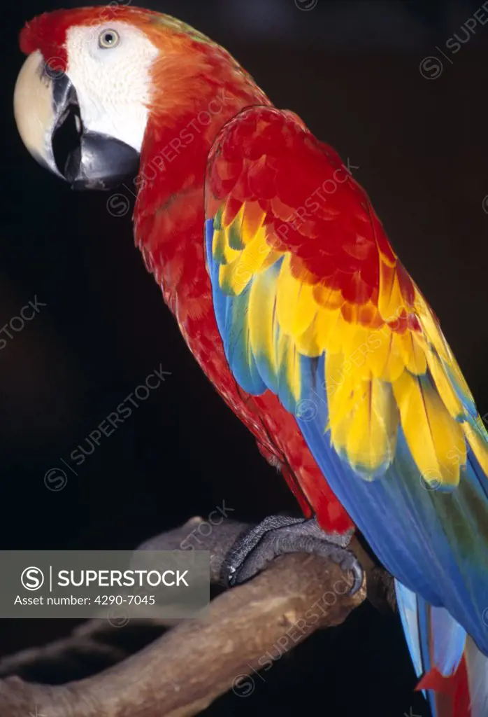 Colourful red parrot perched on branch, Animal Kingdom, Florida, USA