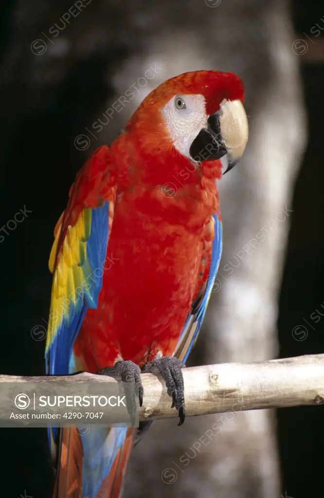 Colourful red parrot perched on branch, Animal Kingdom, Florida, USA