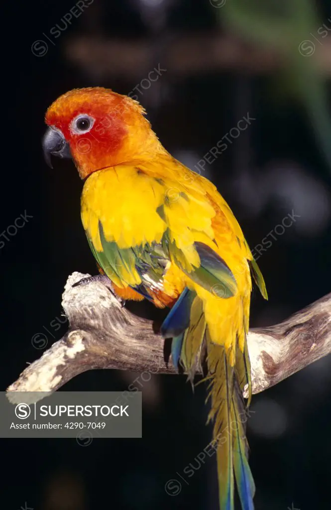 Colourful yellow parrot perched on branch, Animal Kingdom, Florida, USA