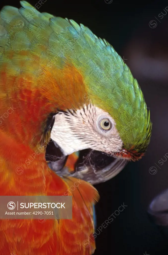 Colourful red and green parrot preening itself, Animal Kingdom, Florida, USA