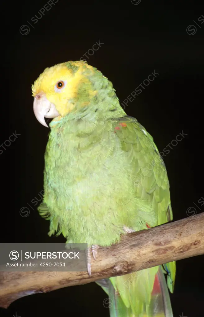 Colourful green parrot perched on branch, Animal Kingdom, Florida, USA