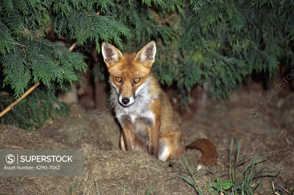 Fox sitting in bed of dried grass, Wiltshire, England