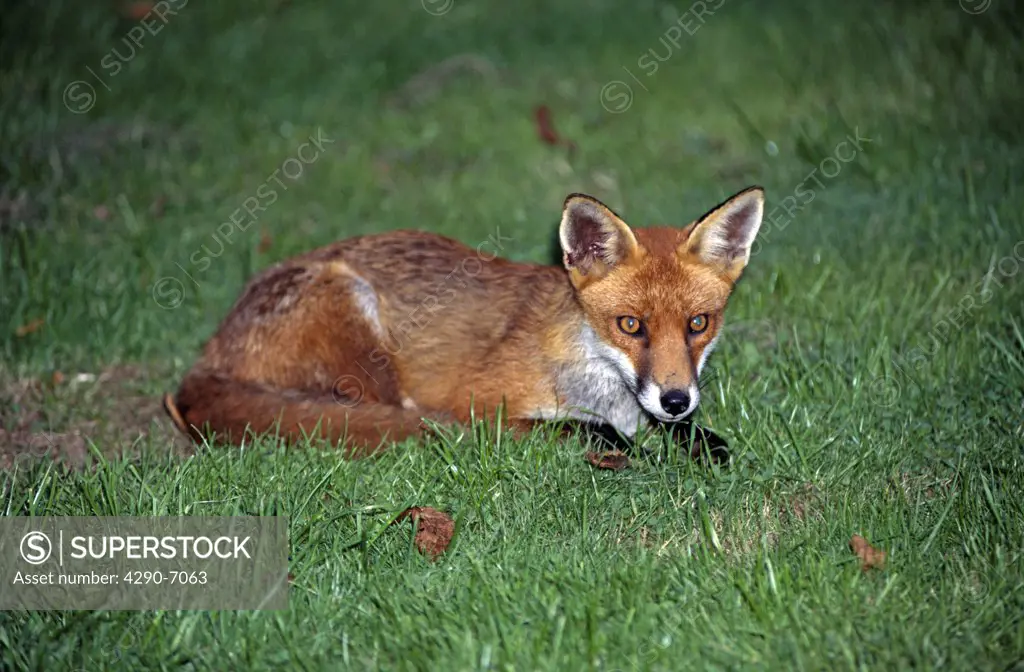 Fox lying in grass, Wiltshire, England