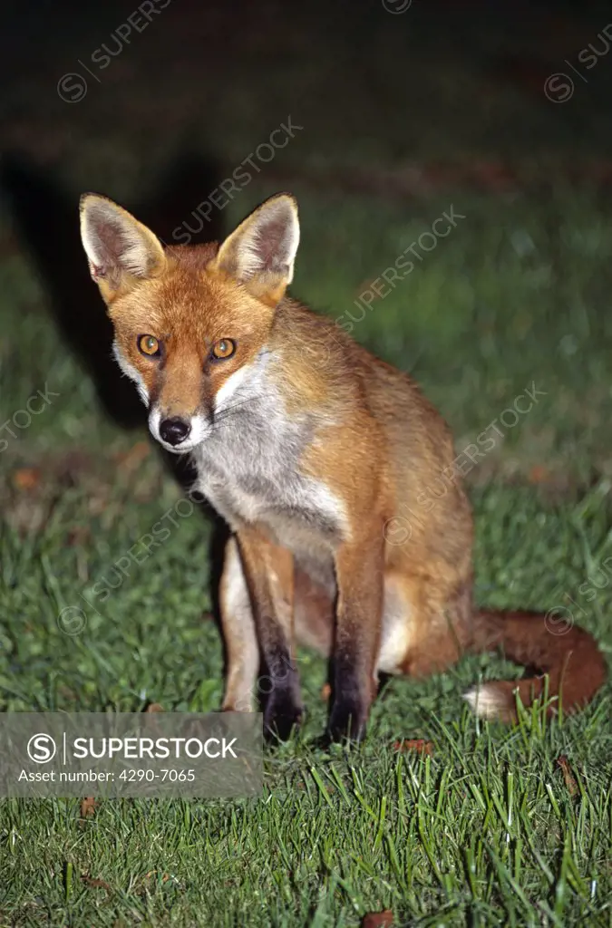 Fox sitting in grass, Wiltshire, England