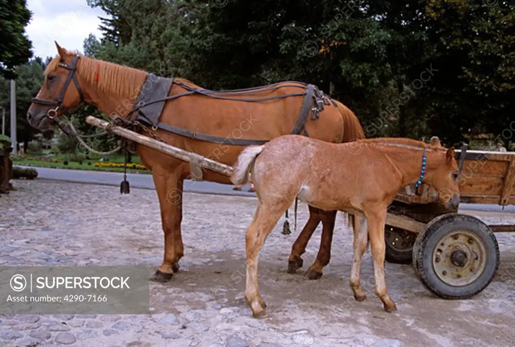Horse, Foal, Cart, Koprivshtitsa, Bulgaria