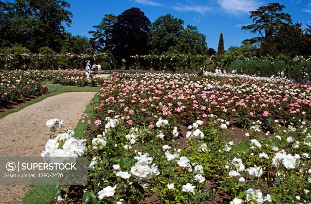 Blenheim Palace, Woodstock, near Oxford, Oxfordshire, England. Rose Garden.