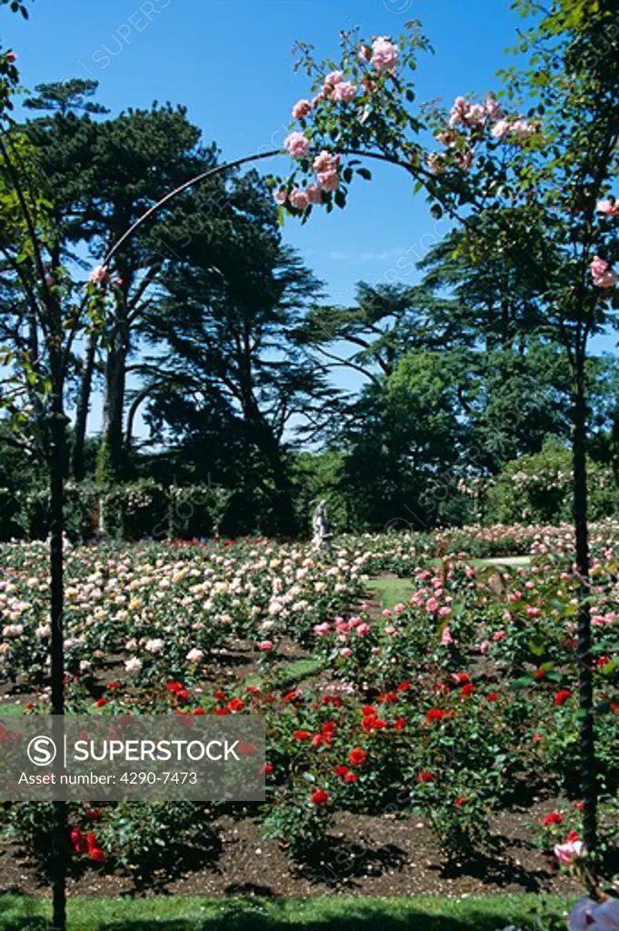 Blenheim Palace, Woodstock, near Oxford, Oxfordshire, England. Rose Garden.