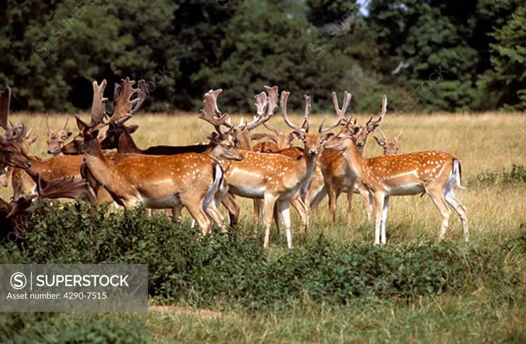 Herd of fallow deer, Charlecote Park, Warwick, Warwickshire, England