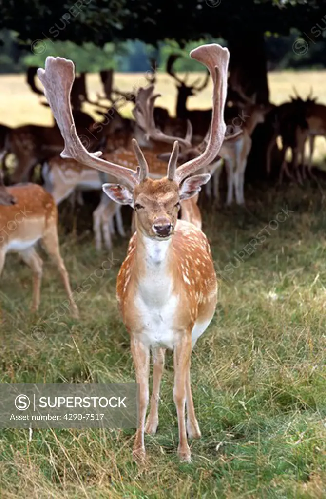 Fallow deer standing, Charlecote Park, Warwick, Warwickshire, England