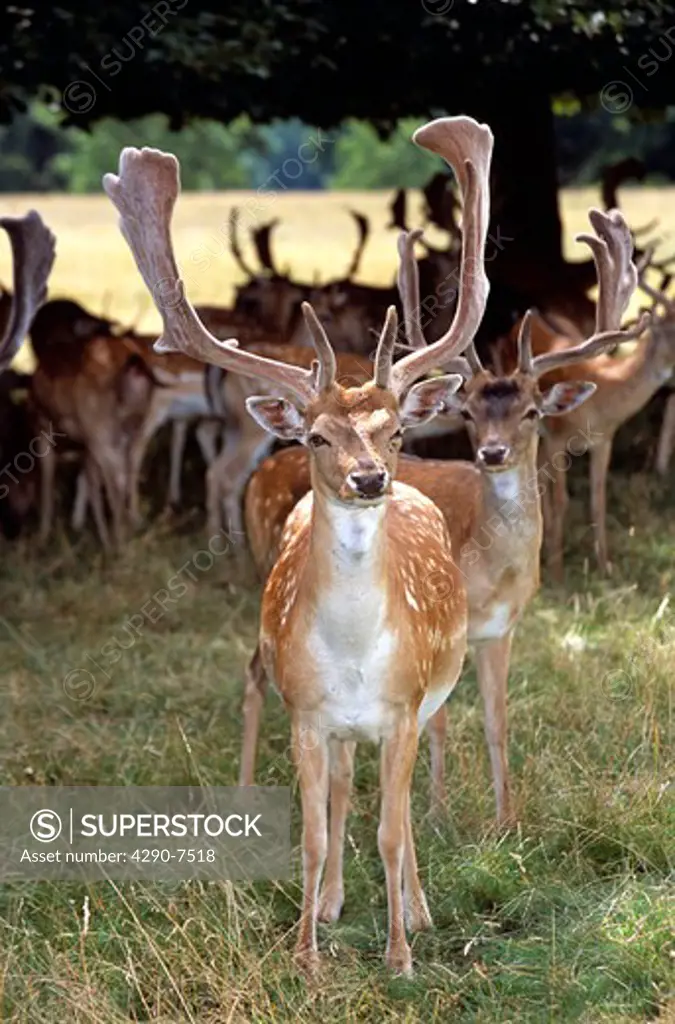 Herd of fallow deer, Charlecote Park, Warwick, Warwickshire, England