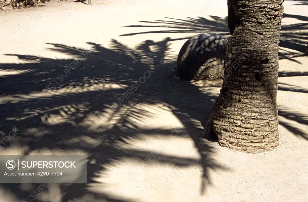 Palm tree shadow, Guell Park, Barcelona, Spain