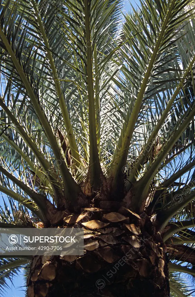 Palm tree, Guell Park, Barcelona, Spain