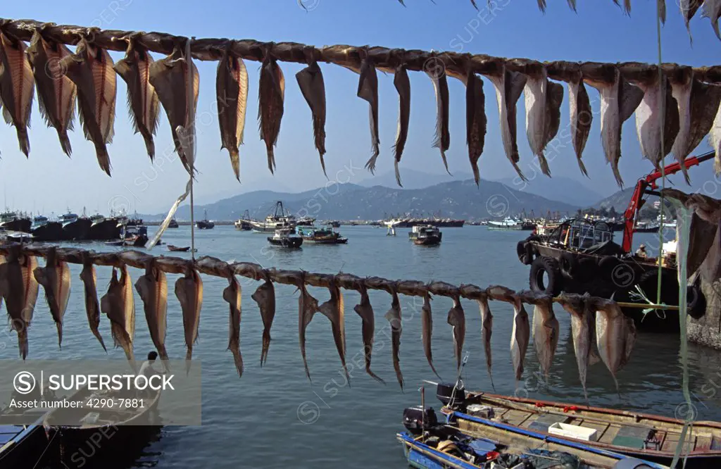 Fish drying in front of harbour, Cheung Chau Island, Hong Kong, China