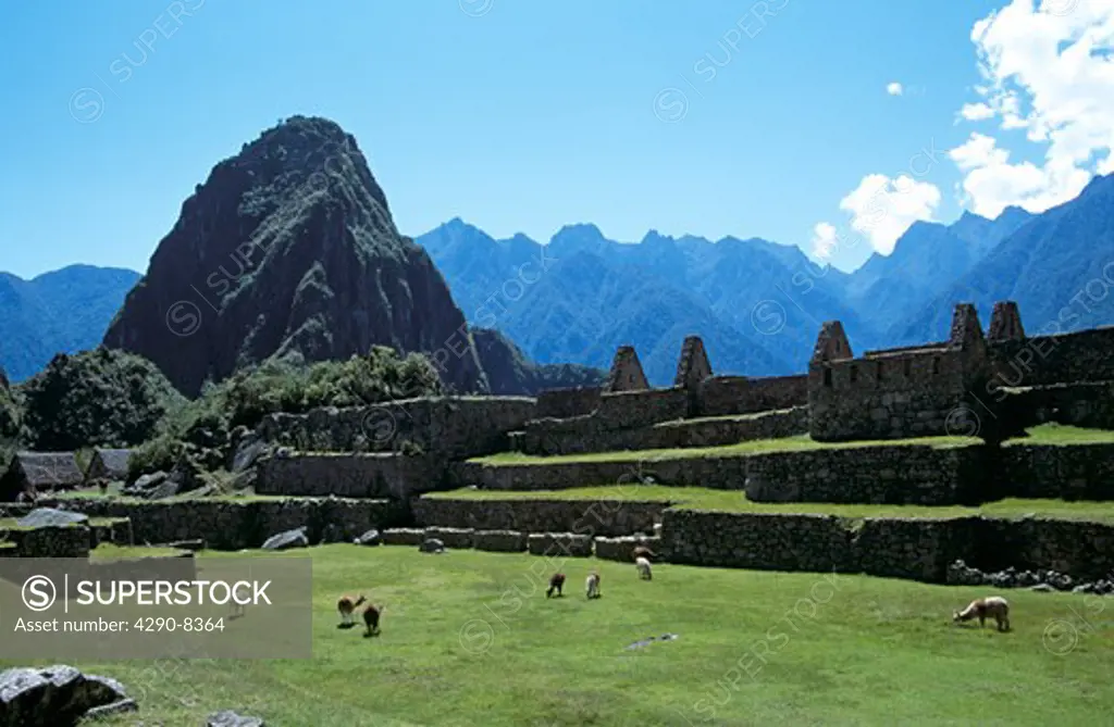 Machu Picchu Inca ruins, terraces and llamas grazing in front of Huayna Picchu, Machu Picchu, Peru