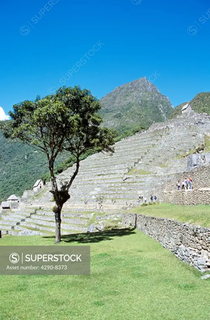 Stone walled terraces, solitary tree and tourists, on Machu Picchu mountainside, Machu Picchu, Peru