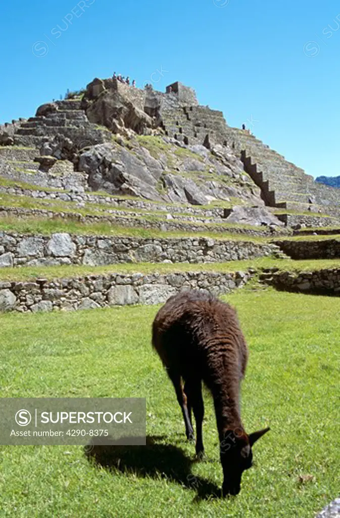 Llama and stone walled terraces, Machu Picchu, Peru